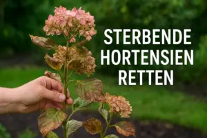 Hand hält eine welkende Hortensie mit braunen Blättern – sterbende Hortensien retten im Garten