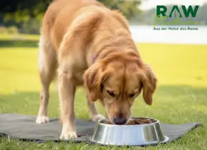 Hypoallergenes Nassfutter für Hunde: Vorteile und Besonderheiten